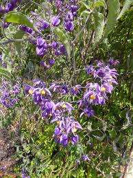 Image result for Solanum seaforthianum