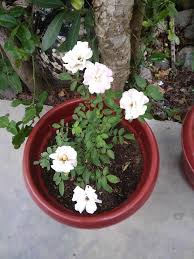 Cara menggambar bunga mawar dengan mudah cocok untuk anak. 45 Bunga Mawar Di Depan Rumah Gambar Bunga Mawar