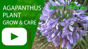 It's very easy to grow and will self plant agapanthus in a suitable location. Agapanthus Plant Growing And Care Youtube