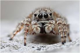 Kos Urlaub 2014 Springspinnen Spinne Springende Spinne