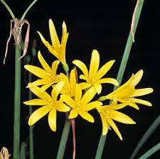 Image result for Cyrtanthus breviflorus