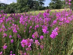 Image result for Dissotis speciosa