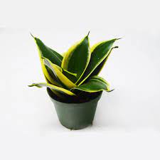 Although overwatering is not a direct cause of fungus in snake plants, it can surely weaken the plant. Buy Snake Plant Sansevieria Dwarf Online At Best Price In Kerala From Geturpet Com