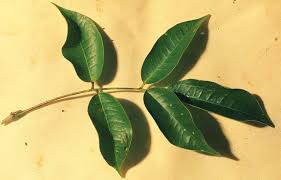 Image result for Rourea