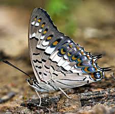 Pin By Eventos Prana On Schmetterlinge Und Motten Butterfly Pictures Beautiful Butterflies Gossamer Wings