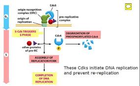 Join 20 million students from 195 countries. Dna Replication Worksheet Answer Key Quizlet What Type Of Weak Bond Holds The Nitrogen Bases Together In Dna