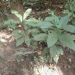 Image result for Psychotria vogeliana