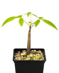 Image result for Ceropegia cyperifolia