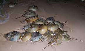 Horseshoe Crab Chesapeake Bay Program