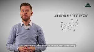 10 bullerman l.b., lieu f.y., seier s.a., inhibition of growth and aflatoxin production by cinnamon and clove oils, cinnamic aldehyde and eugenol. Romer Labs Mycotoxin Minute 93 What Makes Aflatoxin B1 So Dangerous Facebook