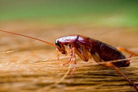 Pest control services kingston upon hull. Home Local Eco Family Friendly Pest Control