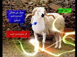 كيف تصبح محترف في الذبح و السلخ للمبتدئين و المكان الصحيح للمرور السكين في حنجرة الأضحية youtube