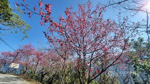 Search for text in url. æ«»èŠ±å·²é–‹8æˆå±æ±éœ§å°é„‰æ«»èŠ±å­£ç™»å ´ åœ°æ–¹ ä¸­å¤®ç¤¾cna