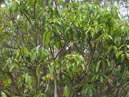 Roots of trees and shrubs normally grow well beyond the soil volume that can be moved. Fruit Trees Arrayan Fruit Tree