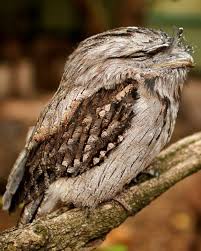 Image result for Octolepis decalepis