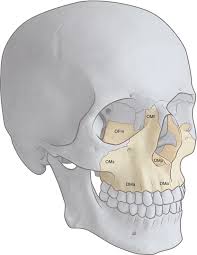 Image result for Maxillary Bone