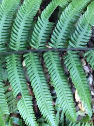 Image result for Pseudocyclosorus