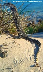 Contact Support Australia Animals Western Australia Travel Australian Wildlife