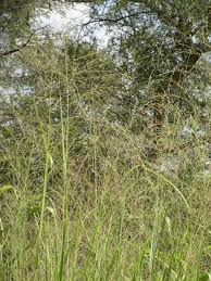 Image result for Panicum maximum