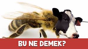 Türkçe bilim terimleri sözlüğü veritabanında. Bu Ne Demek Fotografli Kotu Espri Yarismasi Kizlar Yarisiyor Youtube