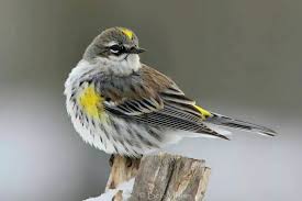 Midwest Birds With Yellow Feathers Pin On Birds
