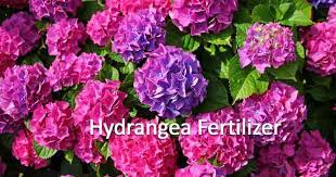 Hydrangea Fertilizer Feeding Your Hydrangea Plants In 2020 Hydrangea Fertilizer Planting Hydrangeas Hydrangea