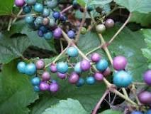 Image result