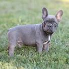 French Bulldog Puppies for Sale - Adoptapet