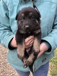 Puppy is sold to the bearing family. German Shepherd Puppies For Sale West Liberty Ky 346041