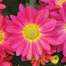 Hilo Fuchsia Mum Pot Mum Chrysanthemum Grandiflorum Proven Winners Flower Maintenance Potted Mums Flower Pots