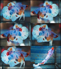 Emerald Star Koi Hmpk Male 01413 Koi Betta Betta Fish Beautiful Fish