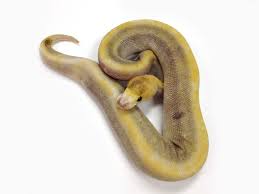 Champagne Pinstripe Ghi Morph List World Of Ball Pythons Ball Python Ball Python Morphs Python