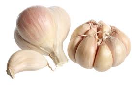 Image result for garlic images