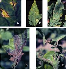 Image result for tomato seedling xanthomonas vesicatoria