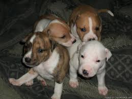 Ready to take home with 1st round of shots and dewormer. Pitbull Puppies 5 Weeks Old Price 100 00 For Sale In Phoenix Arizona Best Pets Online
