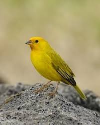 Black Bird With White Stripes On Wings And Tail South Africa Saffron Finch Native To South America Upperparts Are Yellow Green Underparts Are Yellow Crown Is Orange Wing And Tail Feathers Are Bird Species Bird Finch