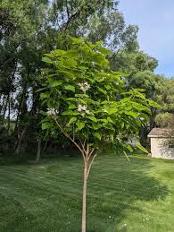 Image result for Catalpa