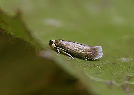 Image result for Stigmella malella