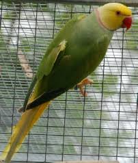 Indian Ringneck Parrot Mutations