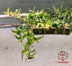 Image result for Didymoglossum erosum