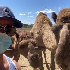 Oasis Camel Dairy Farm In Ramona Ca