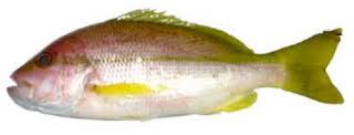 Resep ikan kuah kuning yang berasal dari daerah maluku ini cukup khas dan sangat menggugah selera. Ikan Ekor Kuning Ikan Dan Laut
