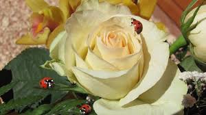 Życzenia na imieniny nie muszą być nudne. Imieniny Jolanty Zyczenia I Wierszyki Dla Wszystkich Jolek Na 15 Czerwca Radio Zet