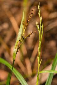 Image result for Scleria nyasensis