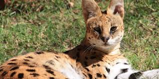 We are experts in african & overseas vacations specializing in customized escapades run by a highly experienced team of travel and safari experts knowledgeable and competent to handle all your. Wild Cats Of Africa A Guide To All 10 African Wild Cats