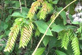 Image result for Flemingia strobilifera