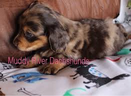 Maybe you would like to learn more about one of these? Chocolate Dapple Miniature Dachshund Puppies Texas Muddy River Dachshunds Dachshund Puppies Dachshund Puppy Miniature Dapple Dachshund
