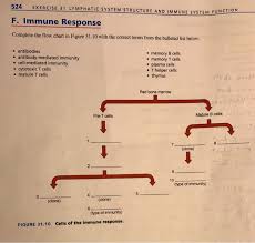 Solved 522 Exercise 31 Lymphatic System Structure And Imm