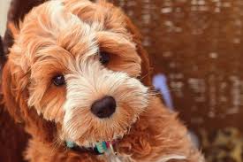 The price is $2,950 which kent's hill labradoodles kent's hill has one puppy available for july and an upcoming litter. Serenity Springs Doodles Labradoodle Bernedoodle Puppies California