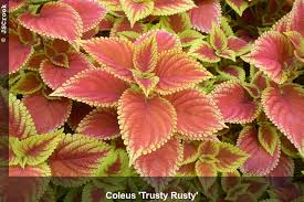 Image result for Coleus esculentus